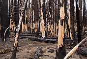 Table Mountain - Burnt Trees