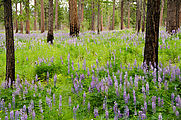 Burnt Trees and Wildflowers