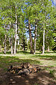 Naneum Ridge - Judy's Tamarack Park - Trees