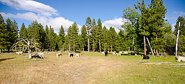 Dawson - Canyon Road - Cows