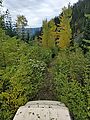 Keechelus Ridge - Overgrown Road to Little Pond - Sportsmobile