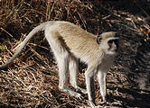 Botswana - Moremi - Baboon