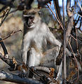 Botswana - Moremi - Baboon