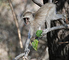 Botswana - Moremi - Baboon