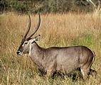 Botswana - Moremi - Waterbuck