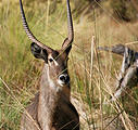 Botswana - Moremi - Waterbuck