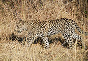 Botswana - Moremi - Leopard