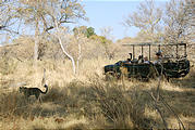 Botswana - Moremi - Leopard