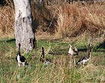 Botswana - Moremi - Bird