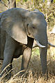 Botswana - Moremi - Elephant