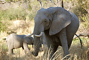 Botswana - Moremi - Elephant