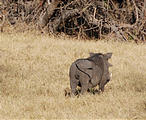 Botswana - Moremi - Warthog