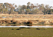 Botswana - Moremi - Hippopotamus