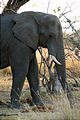 Botswana - Moremi - Elephant