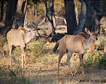 Botswana - Moremi - Kudu