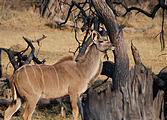 Botswana - Moremi - Kudu