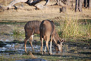 Botswana - Moremi - Kudu