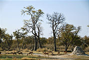 Botswana - Moremi - Impala - Termite Mound