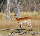 Botswana - Moremi - Impala