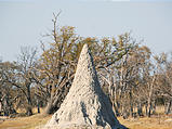 Botswana - Moremi - Termite Mound