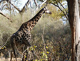 Botswana - Moremi - Giraffe