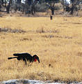 Botswana - Moremi - Southern Ground Hornbill