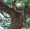 Botswana - Moremi - Leopard