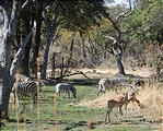 Botswana - Moremi - Zebra - Impala