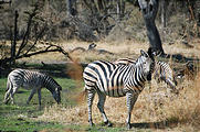 Botswana - Moremi - Zebra