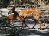 Botswana - Moremi - Xakanaxa Camp - Deer