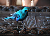 Botswana - Moremi - Xakanaxa Camp - Starling