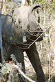 Botswana - Moremi - Elephant