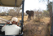 Botswana - Moremi - Elephant