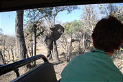 Botswana - Moremi - Elephant - Laura