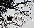 Botswana - Moremi - Fish Eagle