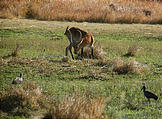 Botswana - Moremi - Lechwe