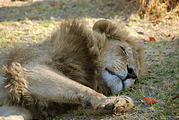 Botswana - Moremi - Lion