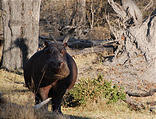 Botswana - Moremi - Hippopotamus