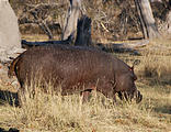 Botswana - Moremi - Hippopotamus