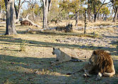 Botswana - Moremi - Lion