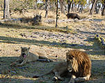 Botswana - Moremi - Lion