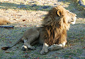 Botswana - Moremi - Lion