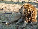 Botswana - Moremi - Lion