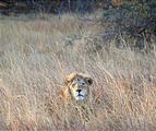 Botswana - Moremi - Lion