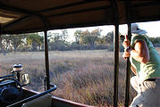 Botswana - Moremi - Lion - Laura