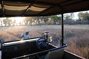 Botswana - Moremi - Lion