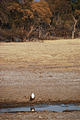 Botswana - Moremi - Fish Eagle