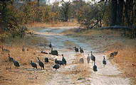 Botswana - Moremi - Guinea Fowl