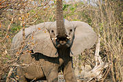 Namibia - Etosha - Waterhole - Elephant