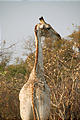 Botswana - Moremi - Giraffe